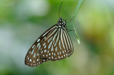 Black and Blue Butterfly